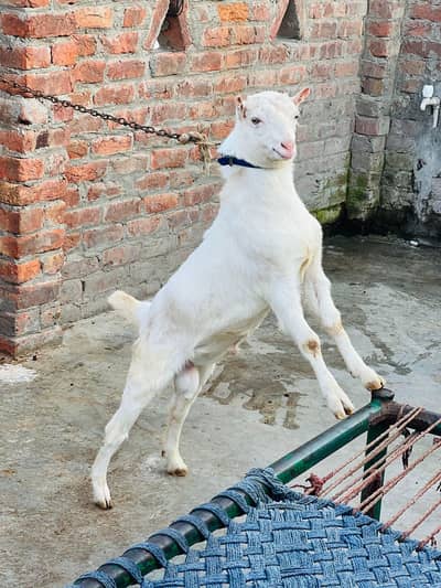 pull top khana Sialkot cantt