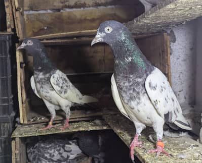 teddy and cheena pair