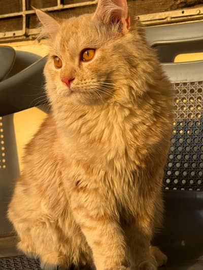 Persian kittens pair  urgent sale