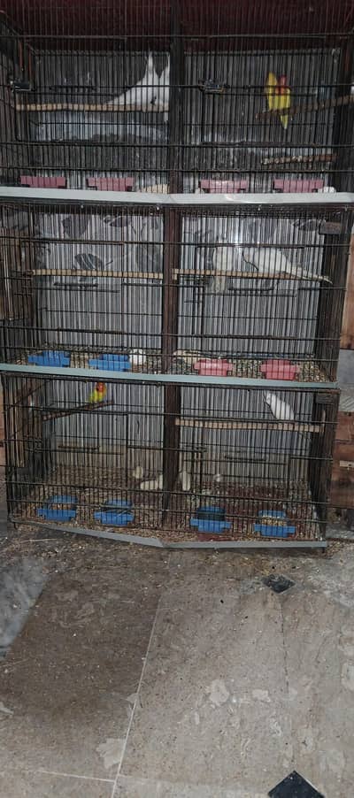 Cockatiel & Lovebird With Cages