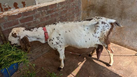 urgent sale only interested person contact