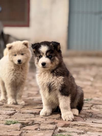 Siberian husky odd eyes pure white