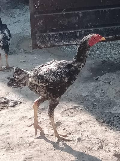 sindhi patha for sale and exchange