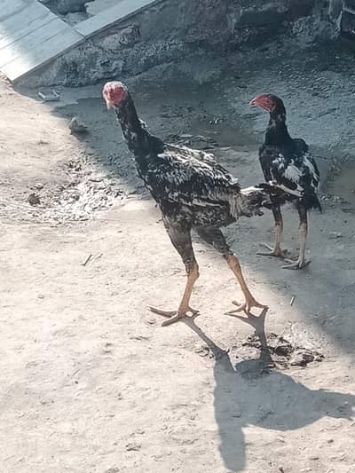 mianwali or sindhi patha for sale and exchange