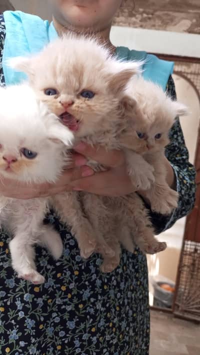 piki and punch face kitten available in Resnable price