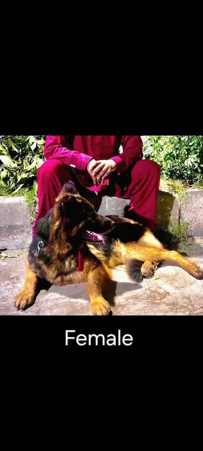 Top Quality Shapperd Puppies