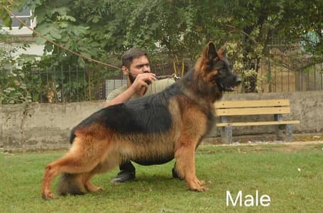 German Shaperd Puppies Top Quality