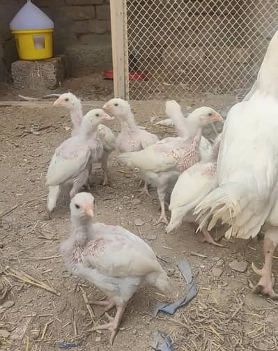 quality aseel paper white chicks