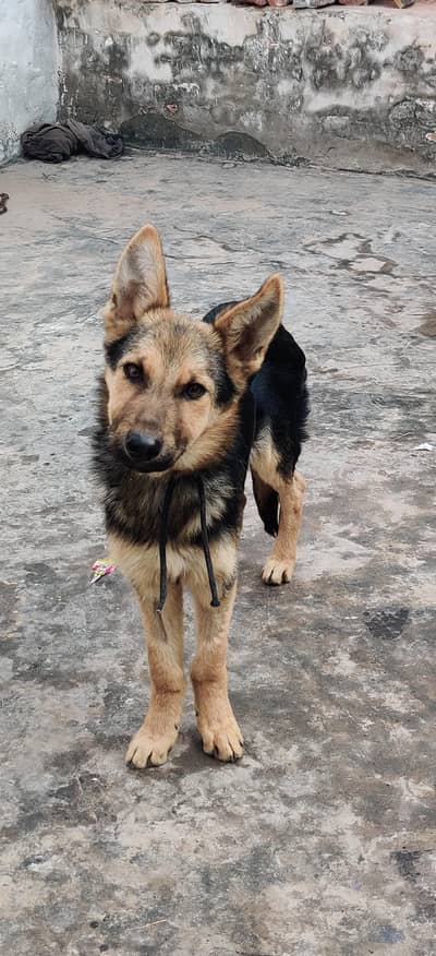 Pure Belgian shepherd  WhatsApp (03236616768)