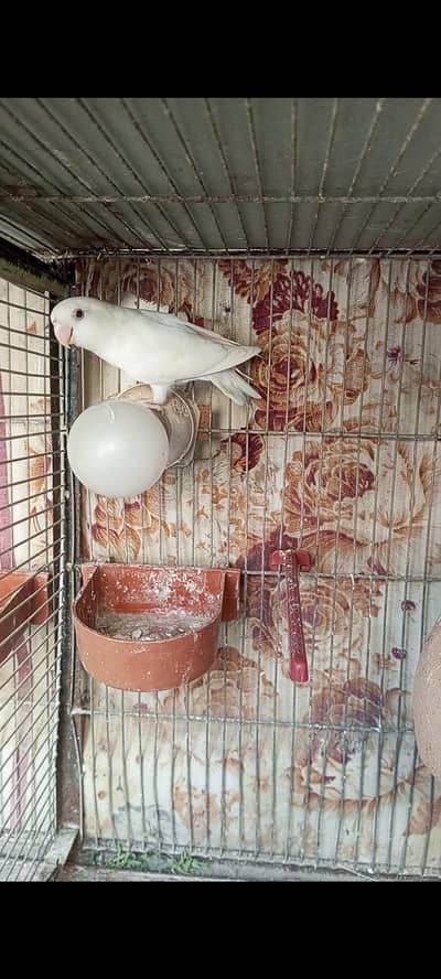 rosicoli albino red eye