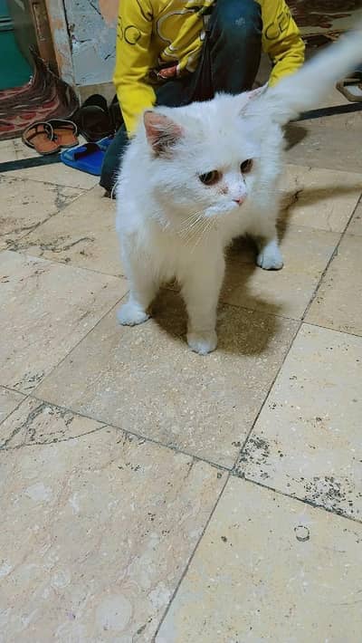 sale for person kitten