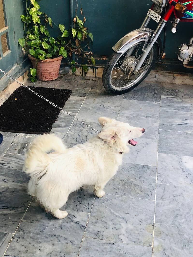 zero size fully trained 1