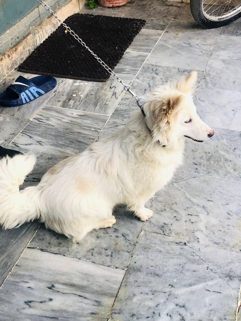 zero size fully trained 2