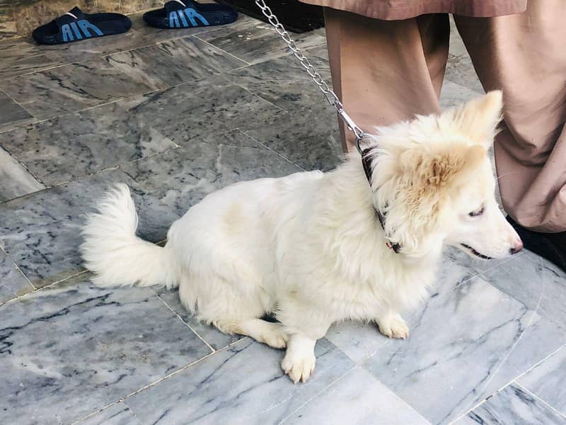 zero size fully trained 3