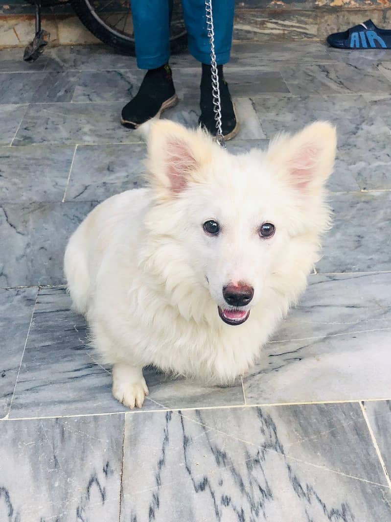 zero size fully trained 4