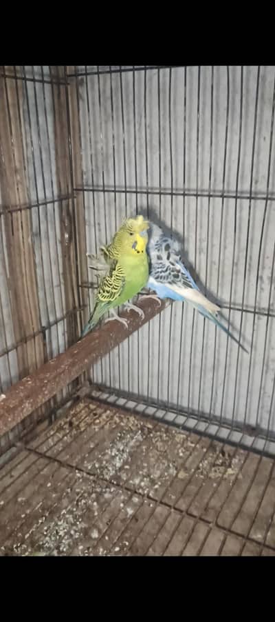 hogoromo breedr pair. .  lutino opline breedr pair with chiks