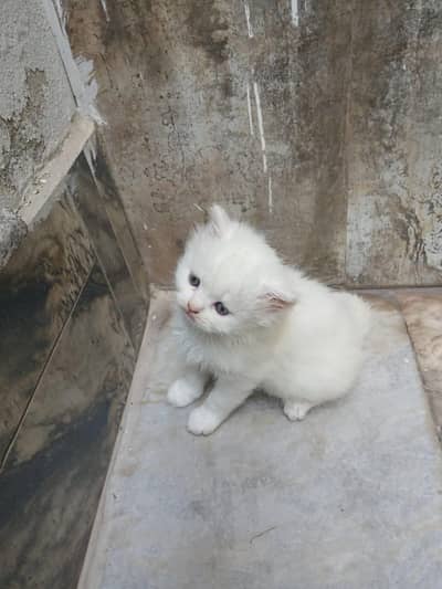 persian cat for sale