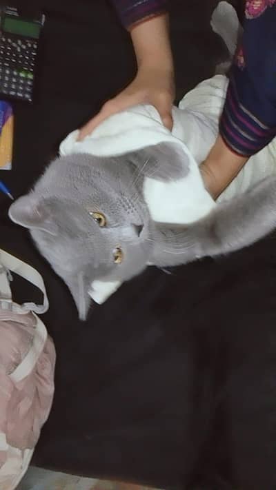 GREY PERSIAN MALE CAT