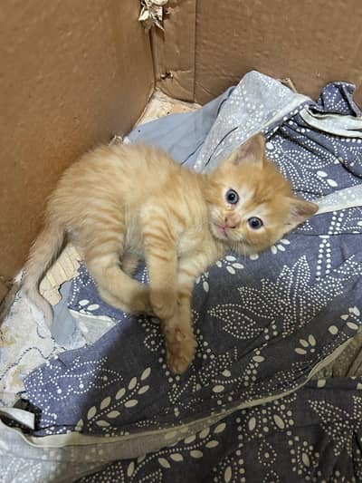 male kitten in brown color double coated
