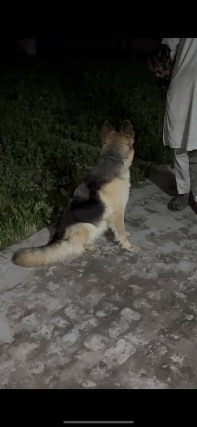 Belgian Shepherd female