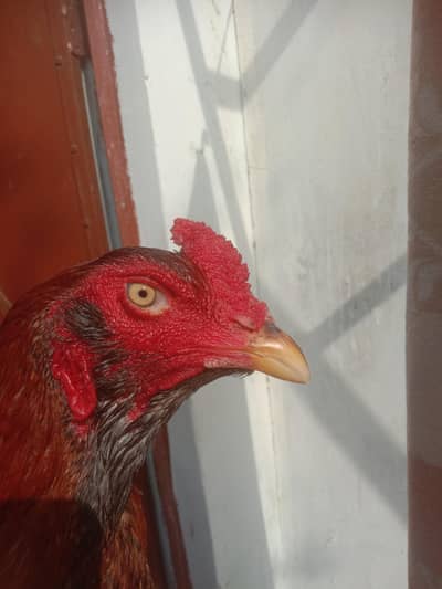 Aseel galwa Long hight patha for sale