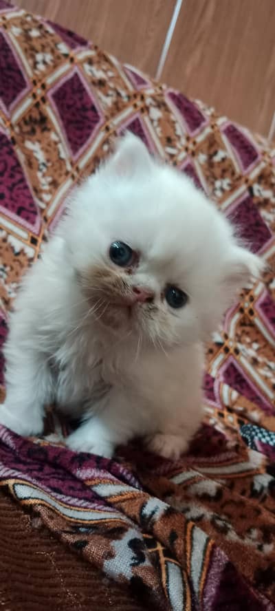 Persian Extreme punch face kitten