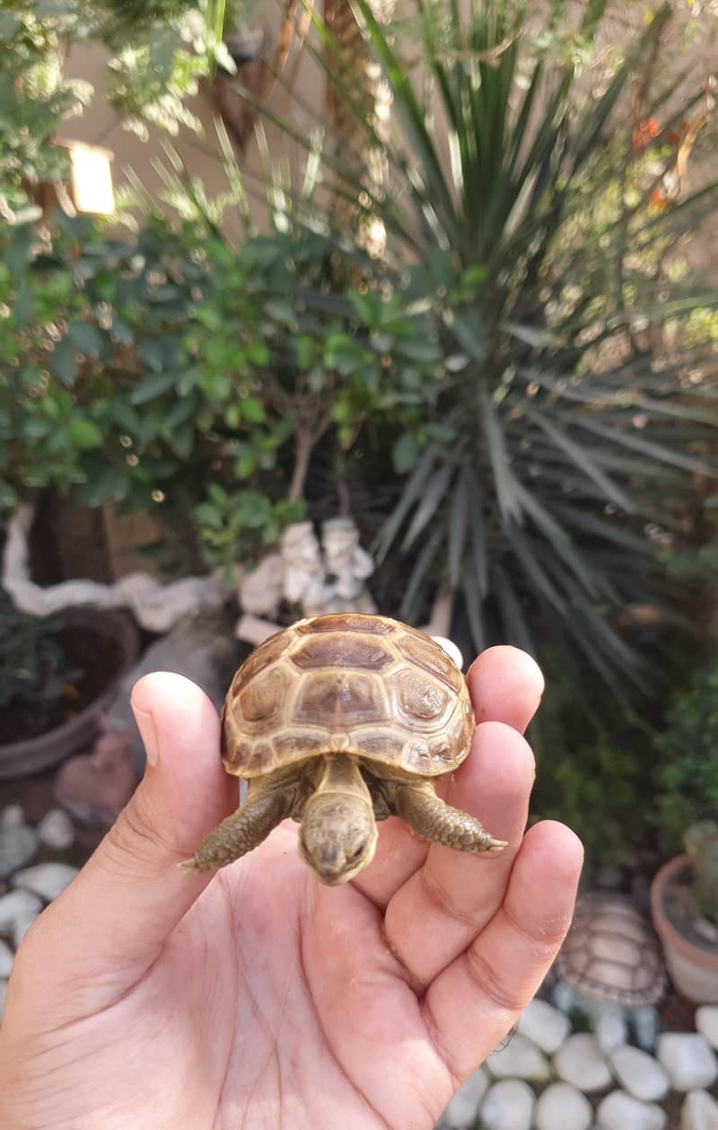 russian tortoise 2