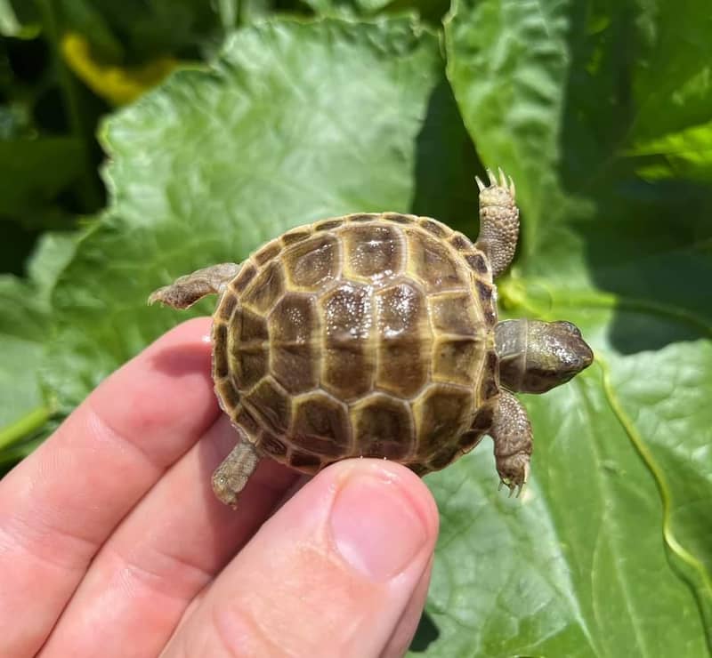 russian tortoise 3
