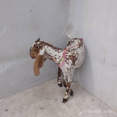 bakri for sale