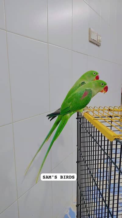 Green parrot Kashmiri