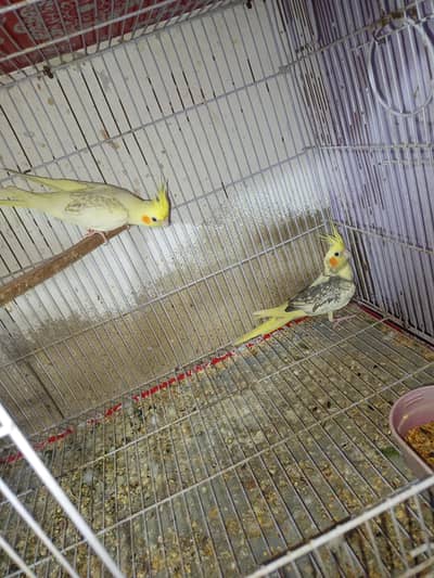 cream pald conform pair