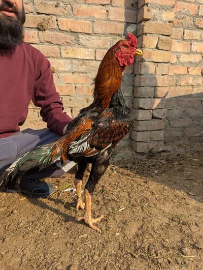 High Class Pakistani Rampuri Cross birds