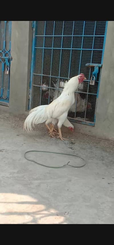 Heera Aseel Paper White boska Eggs for Sale