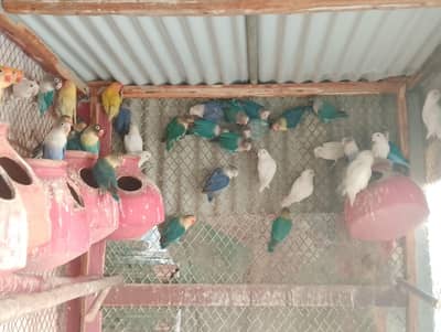 lovebirds Albino parblue