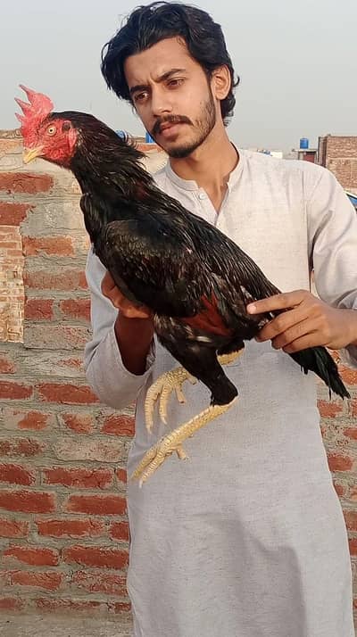 ASEEL MURGA for sale