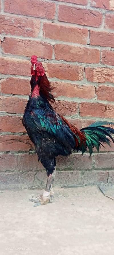 Pure Aseel breeder (home breed)