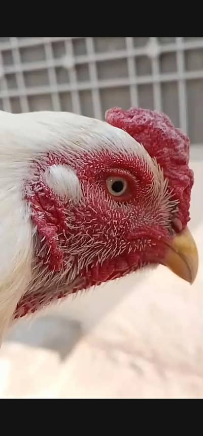 HEERA ASEEL PAPER WHITE Fresh Eggs for Sale