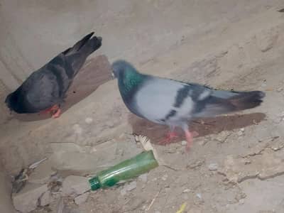 pair for sale final price 1000