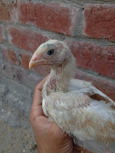 Pure White Shamo Chick