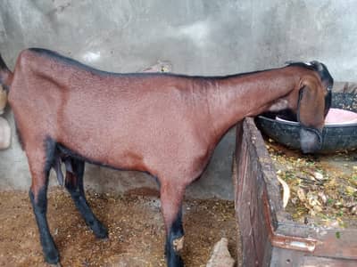 Nagri pure high quality bakri sale he 1.5  month cross 03098287558