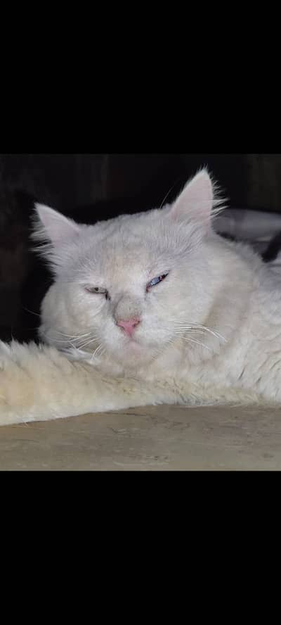 male hai 1.5 sal Umar hai iska