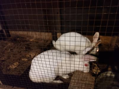 Red Eyes Pair White Color