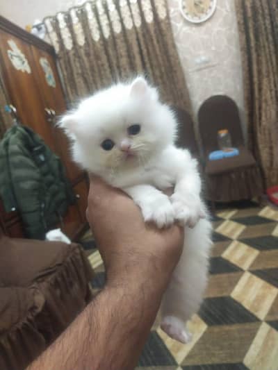 punch face tripple cotted female kitten for sale