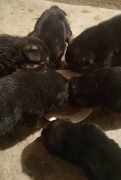 Sell German Shepherd Puppies