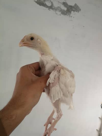 5 Hera chicks for sale 1500 per piece