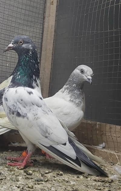 Goldan Taddi sialkoti lakhy slaety pigeons for sale.