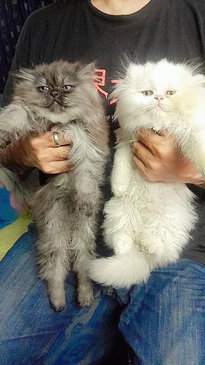 Persian kittens for sale