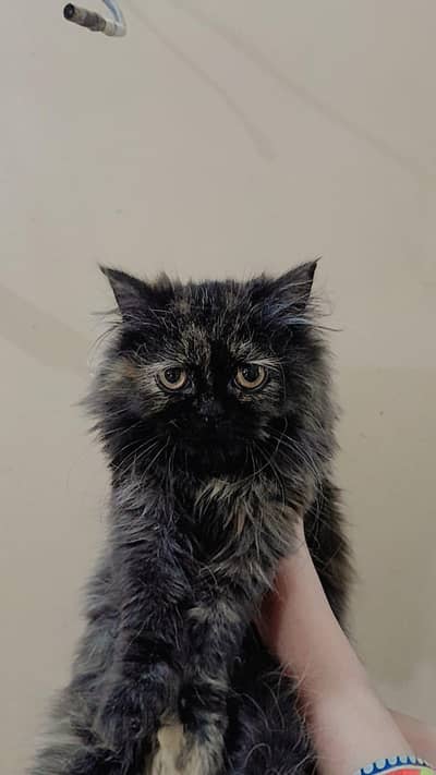 Pure Persian punch face kittens