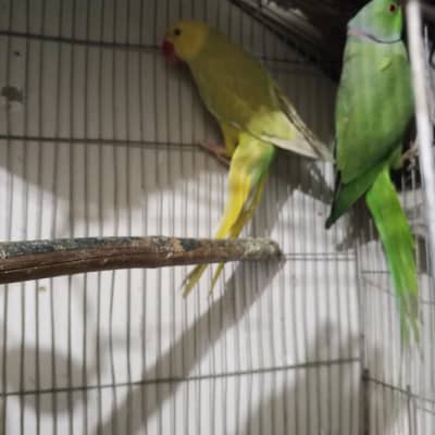 color ringneck pair