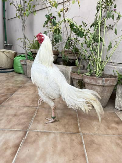 Aseel Heera White  Rooster